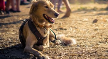 Reisgids Denemarken met hond: regels, kosten en locaties